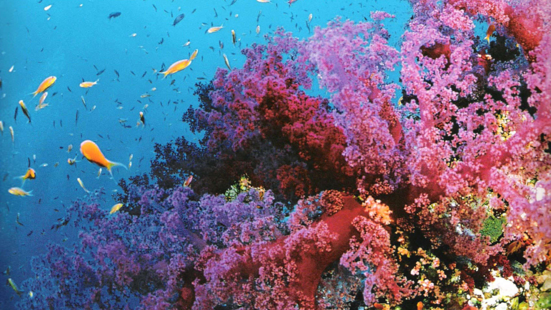 Coral Reef 1920X1080 Wallpapers