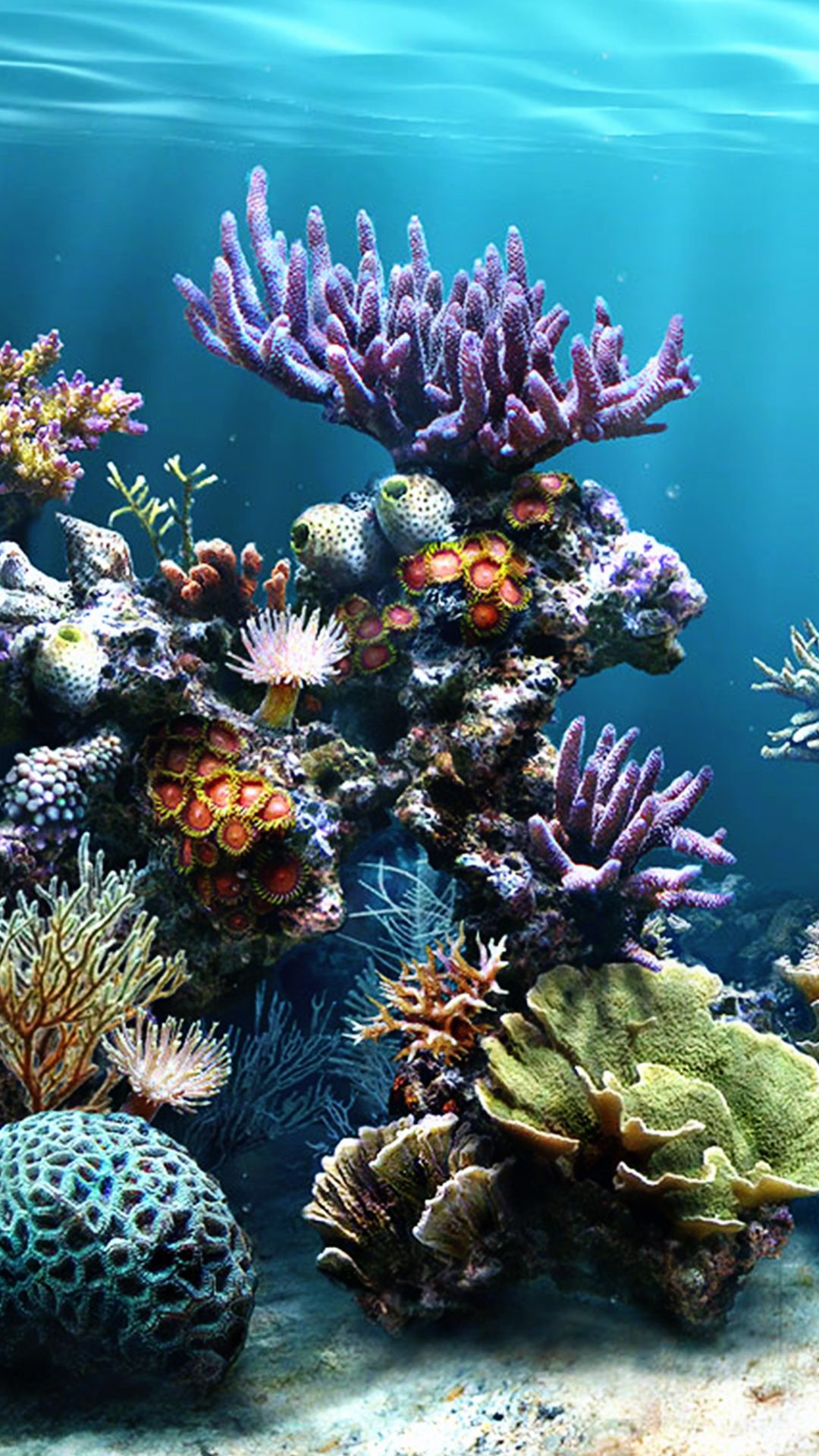 Coral Reef Iphone Wallpapers
