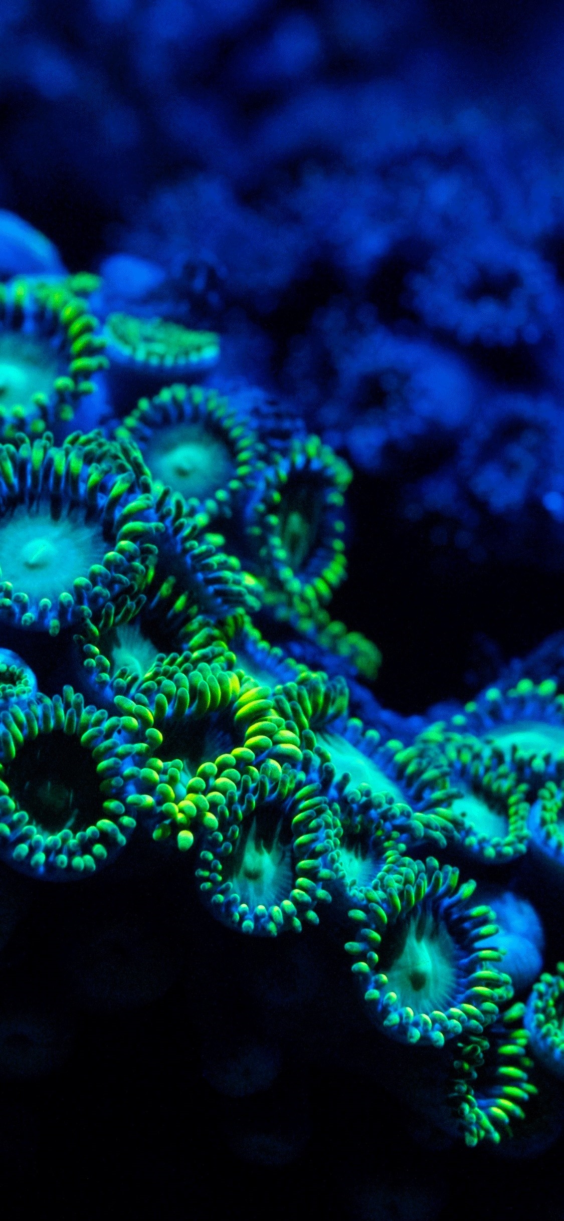 Coral Reef Iphone Wallpapers