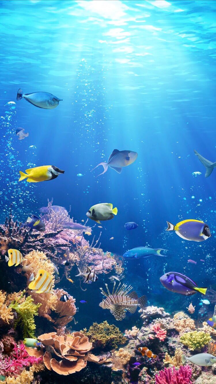 Coral Reef Iphone Wallpapers