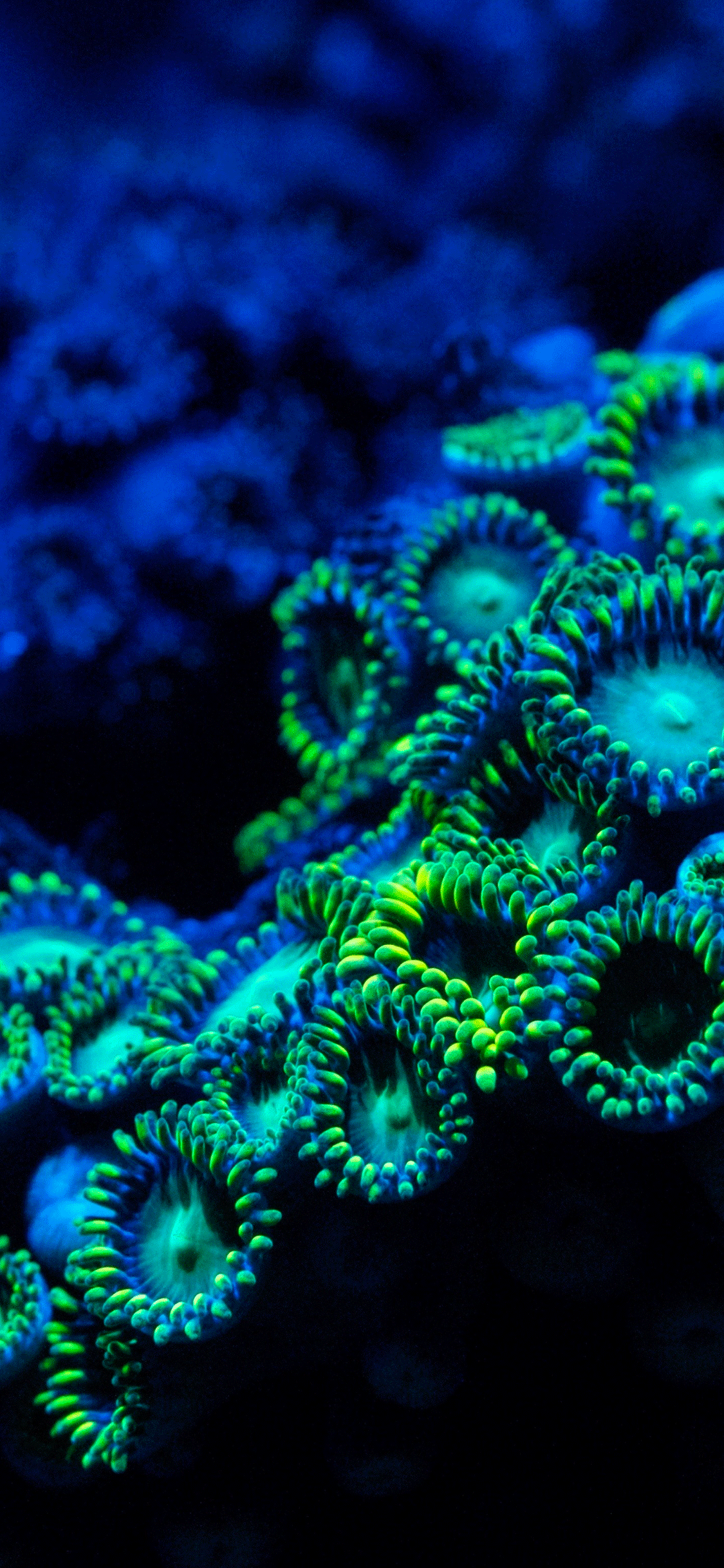 Coral Reef Iphone Wallpapers