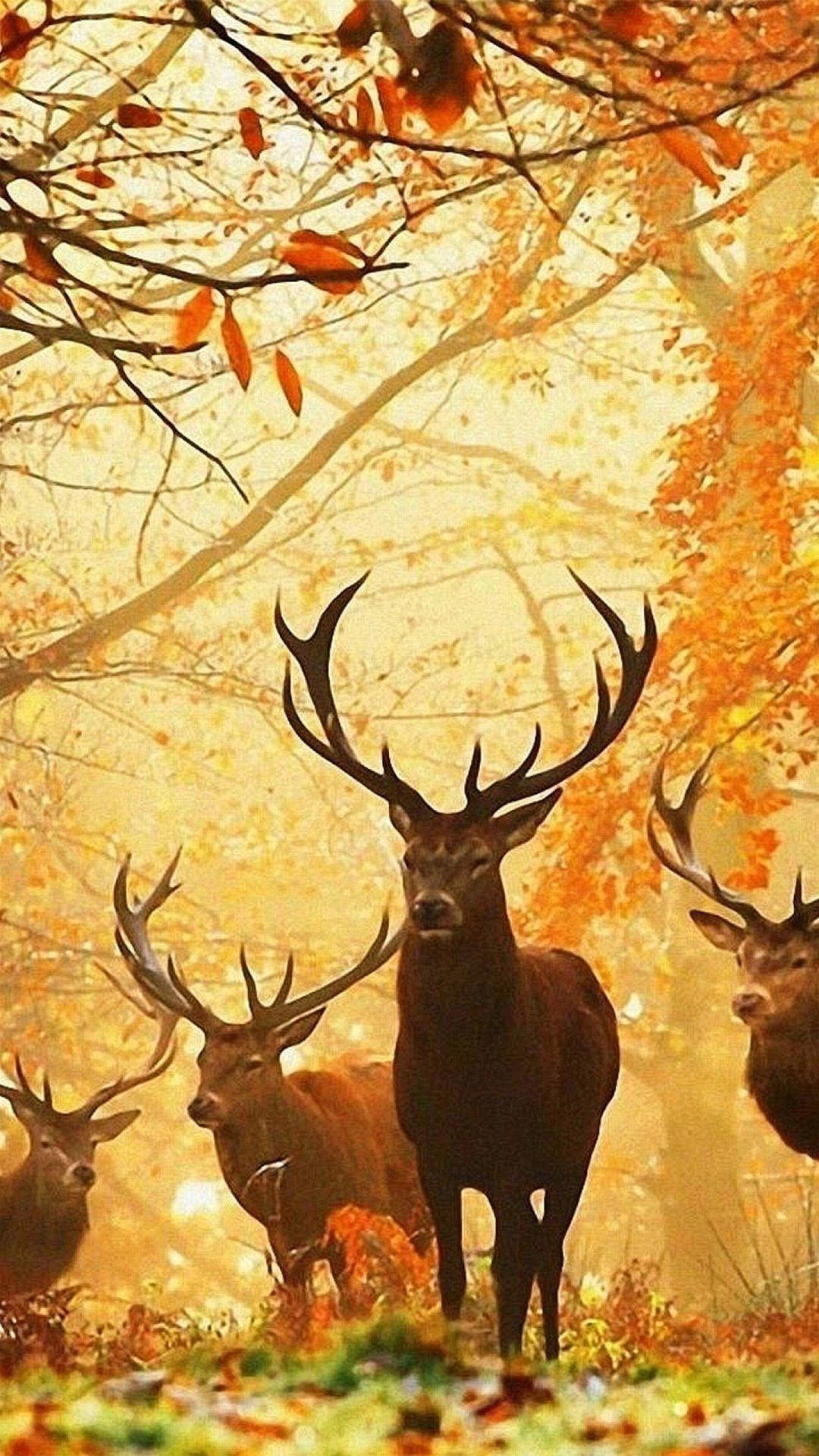 Country Hunting Iphone Wallpapers