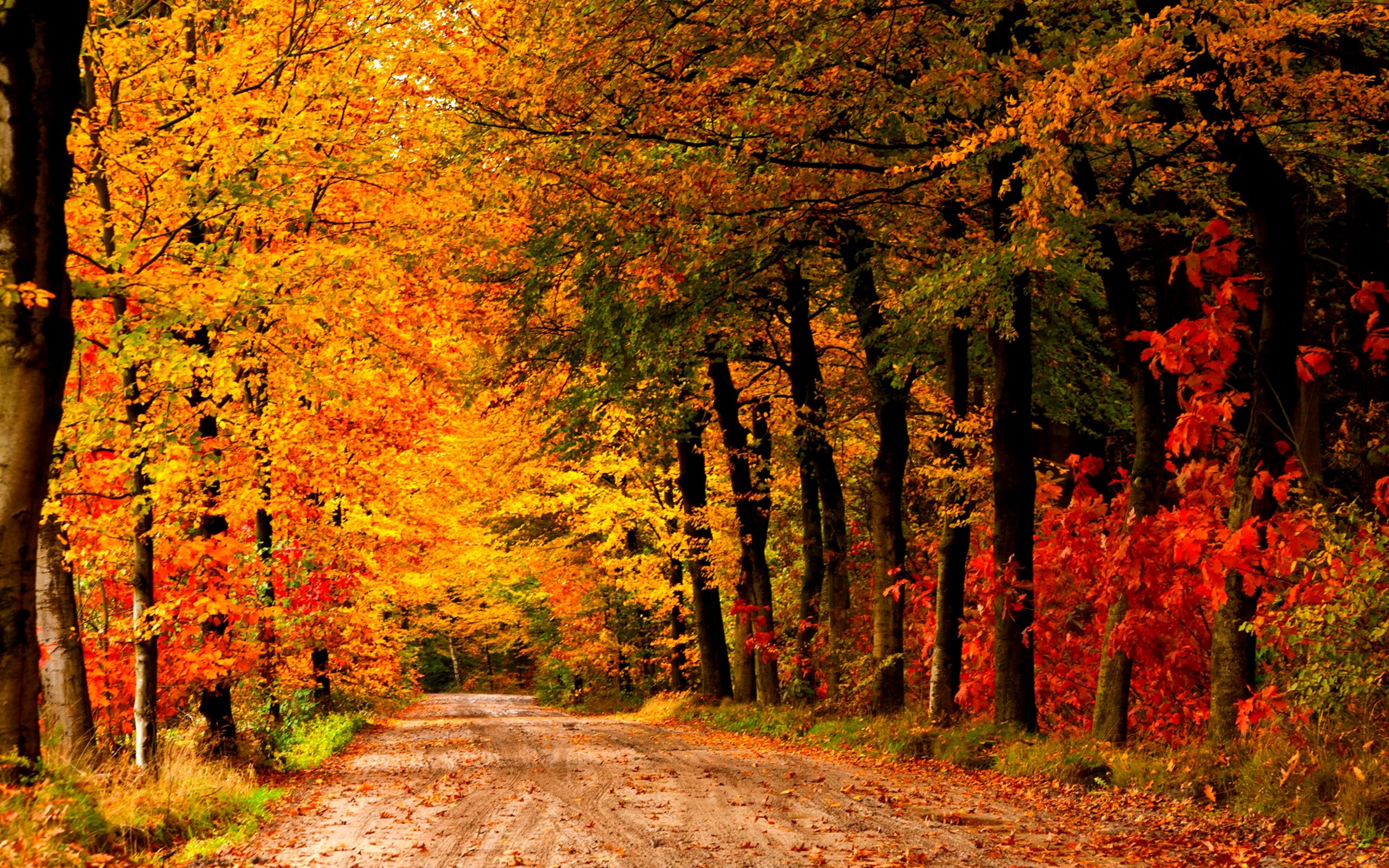 Country Road Wallpapers