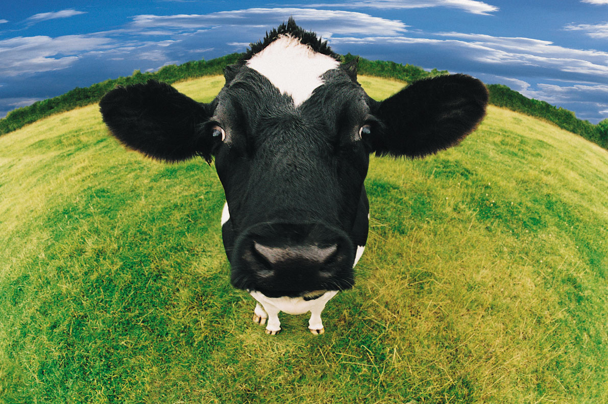 Cow Screensaver Wallpapers