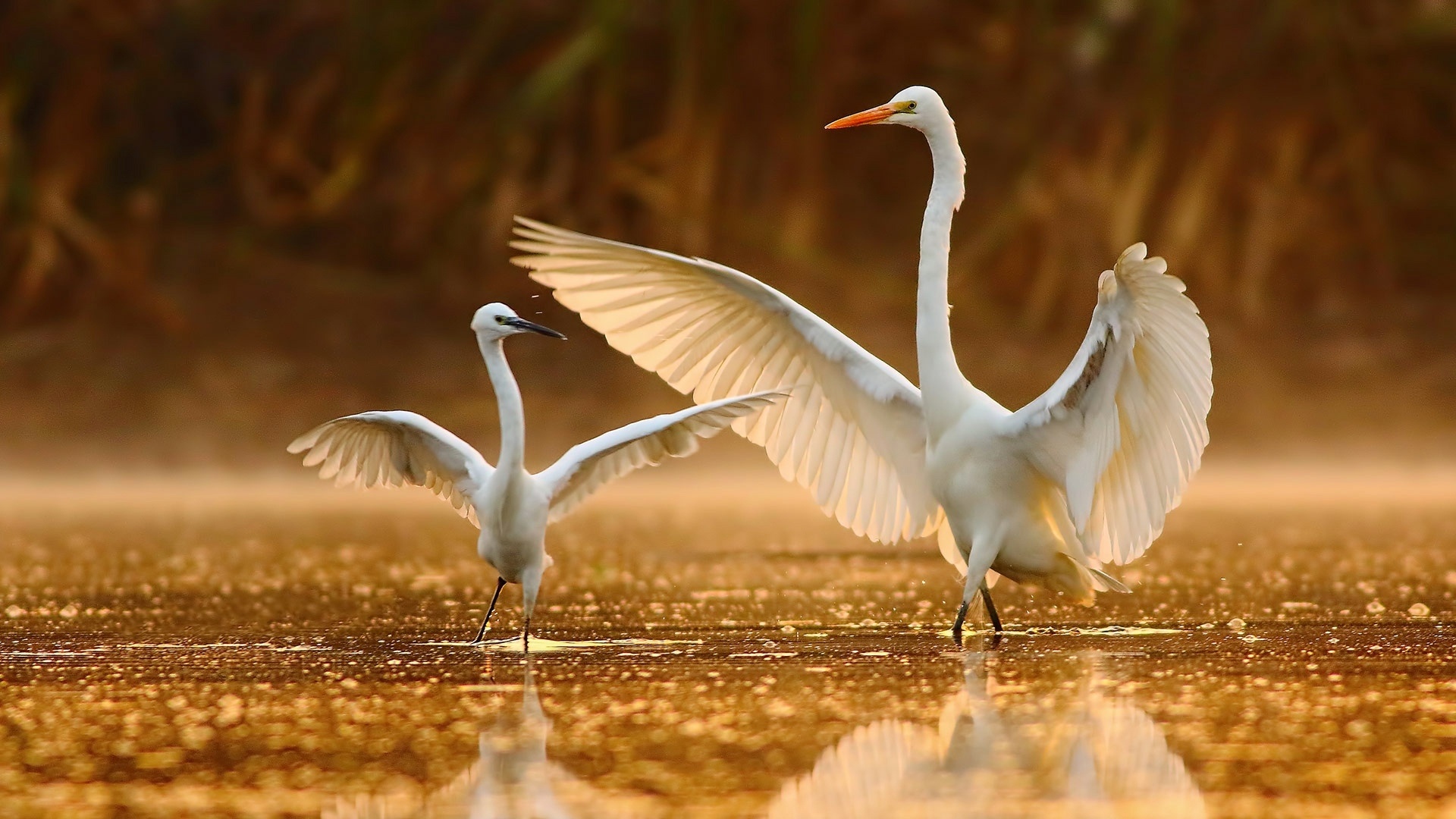 Crane Bird Wallpapers