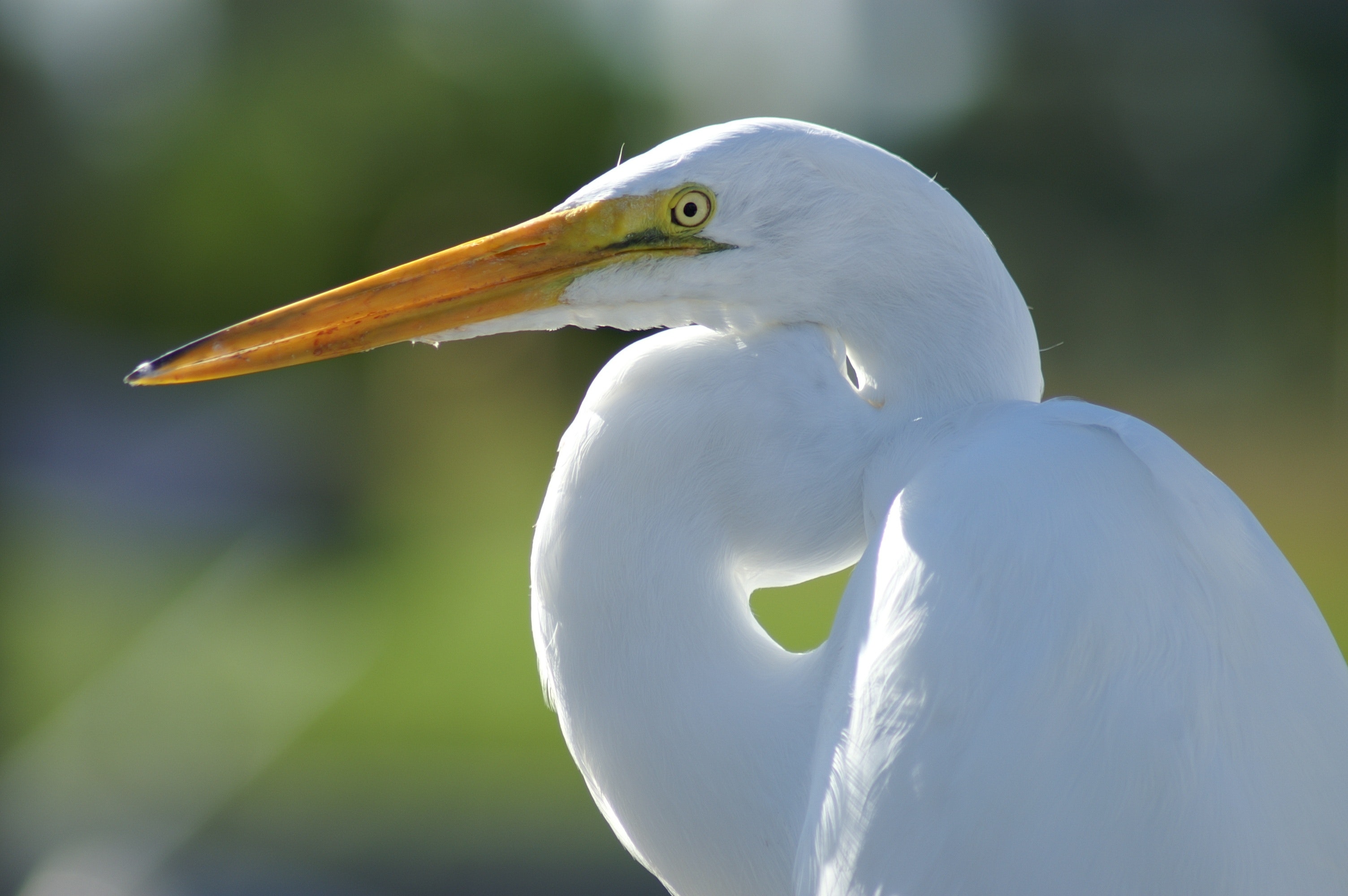 Crane Bird Wallpapers