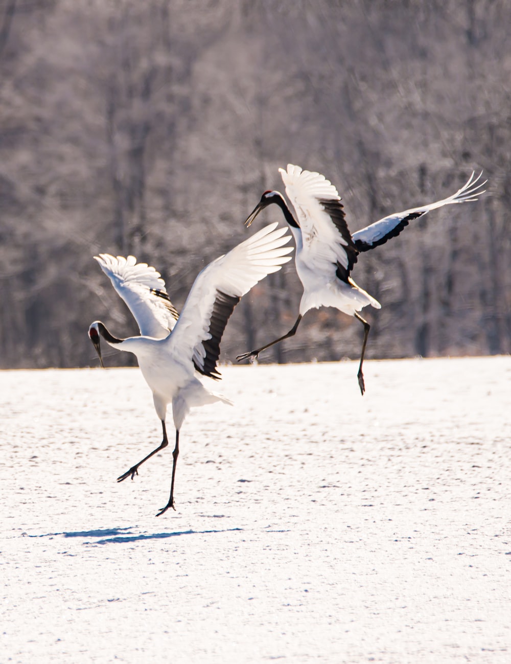 Crane Bird Wallpapers