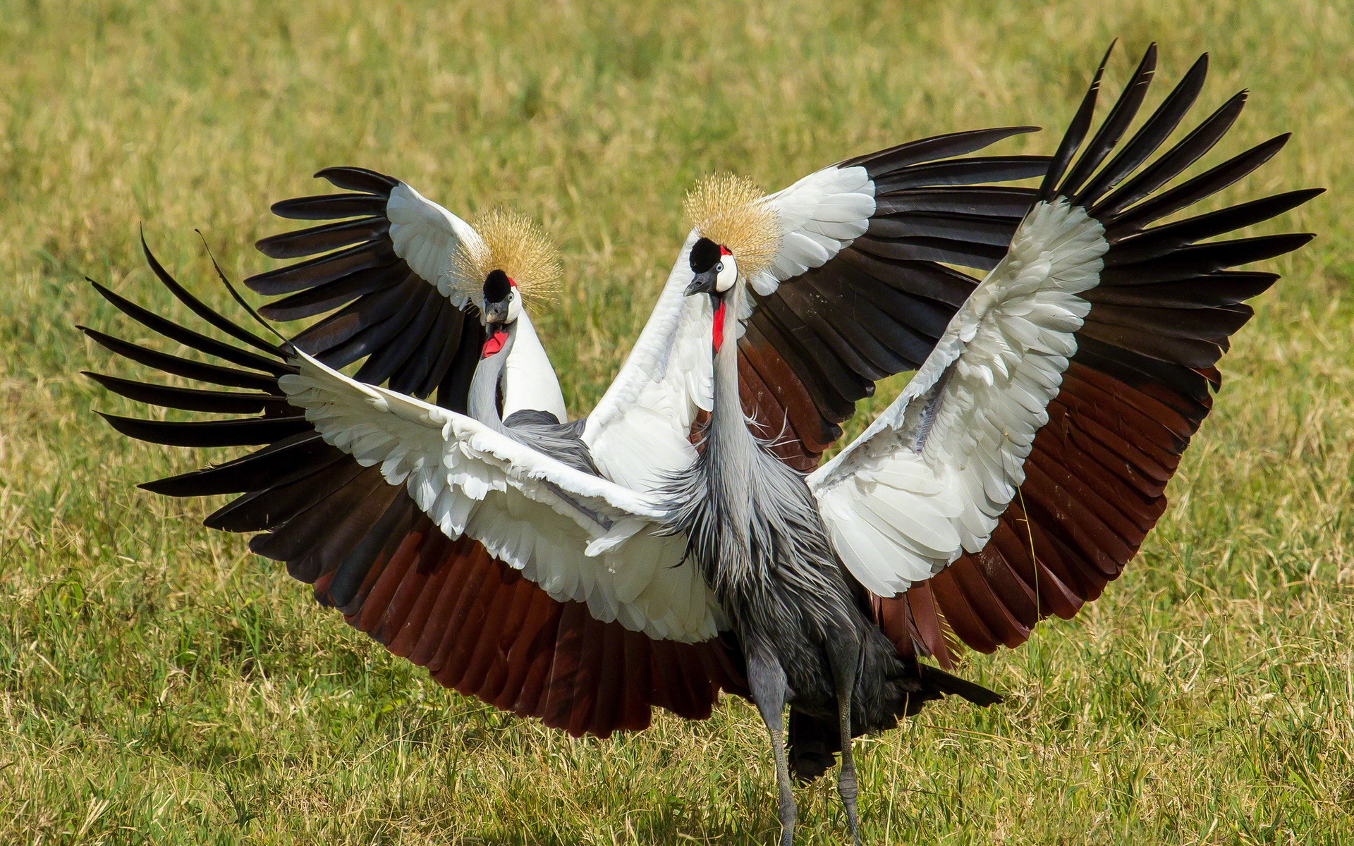 Crane Bird Wallpapers