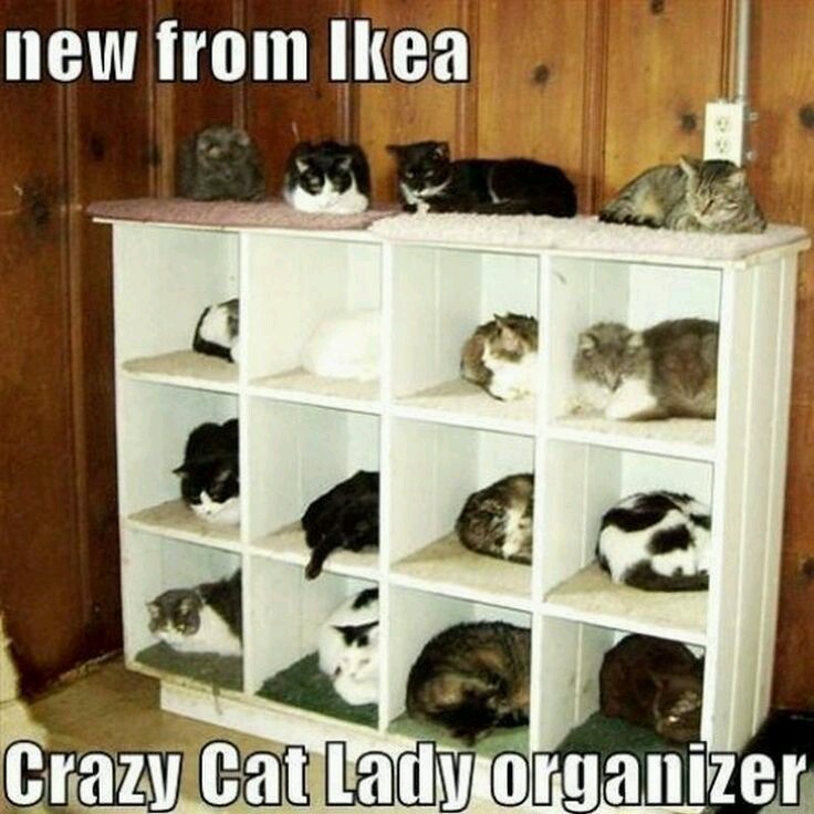 Crazy Cat Lady Wallpapers