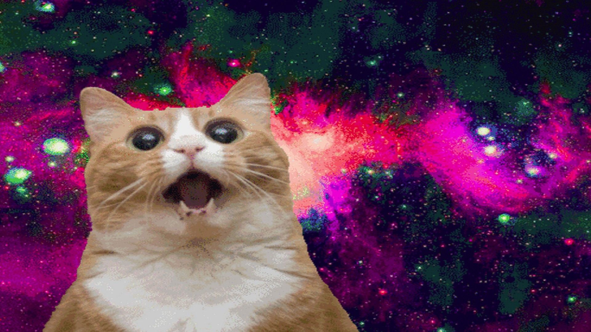 Crazy Cat Wallpapers