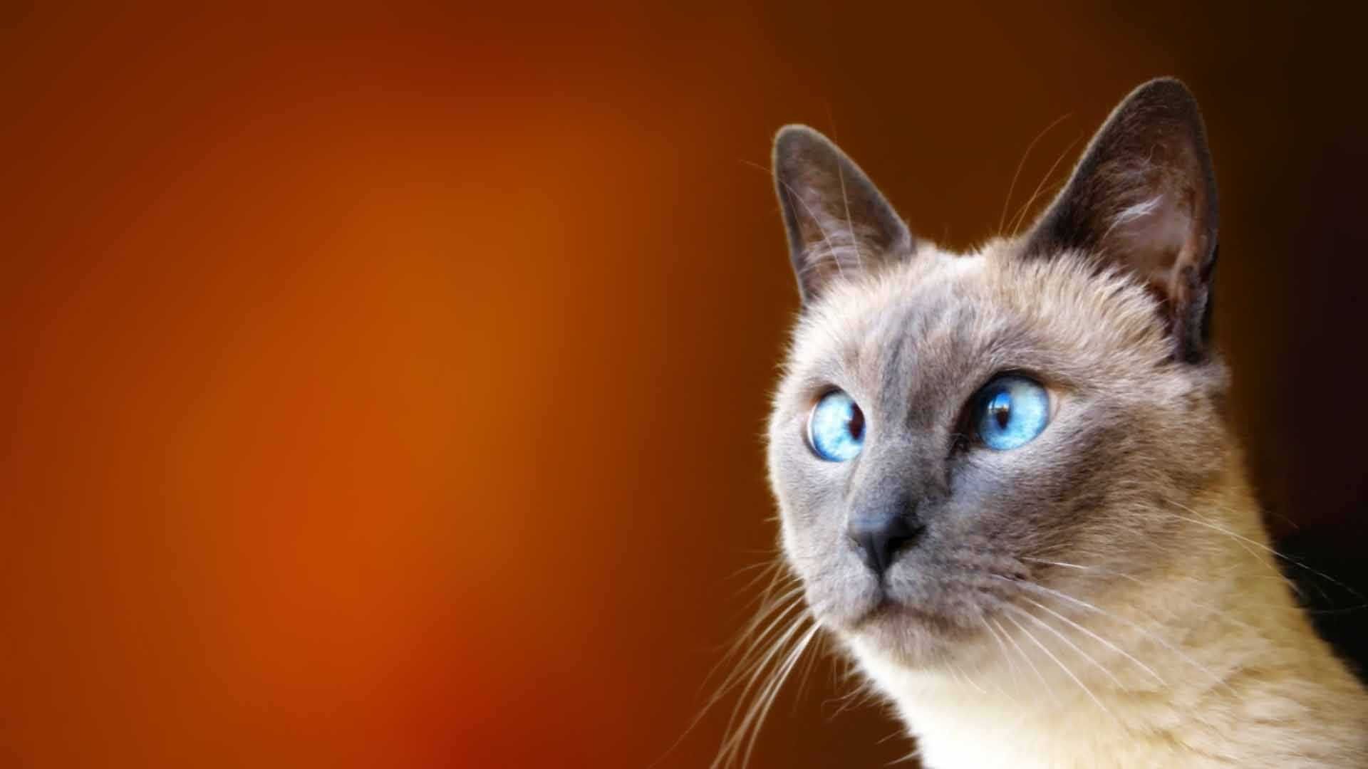 Crazy Cat Wallpapers