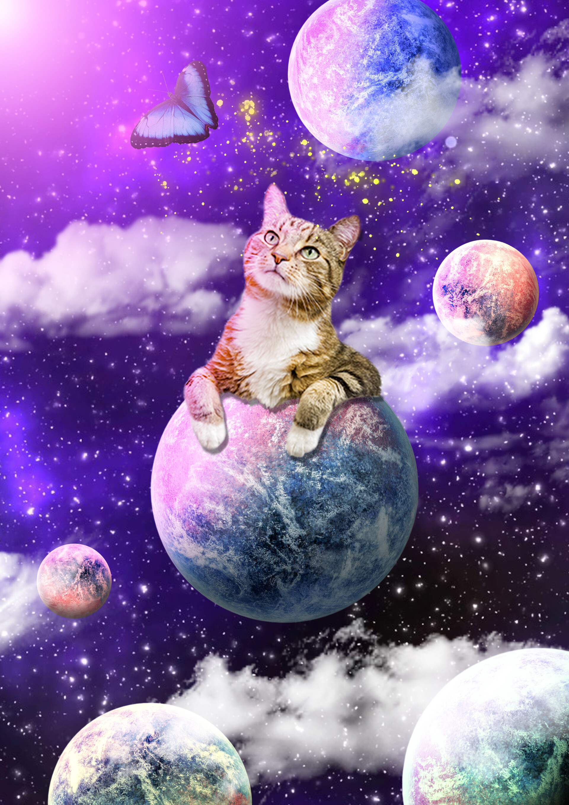 Crazy Cat Wallpapers