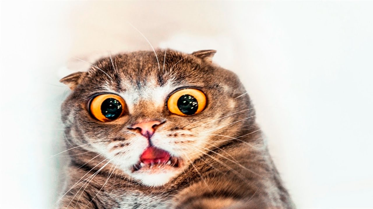 Crazy Cat Wallpapers