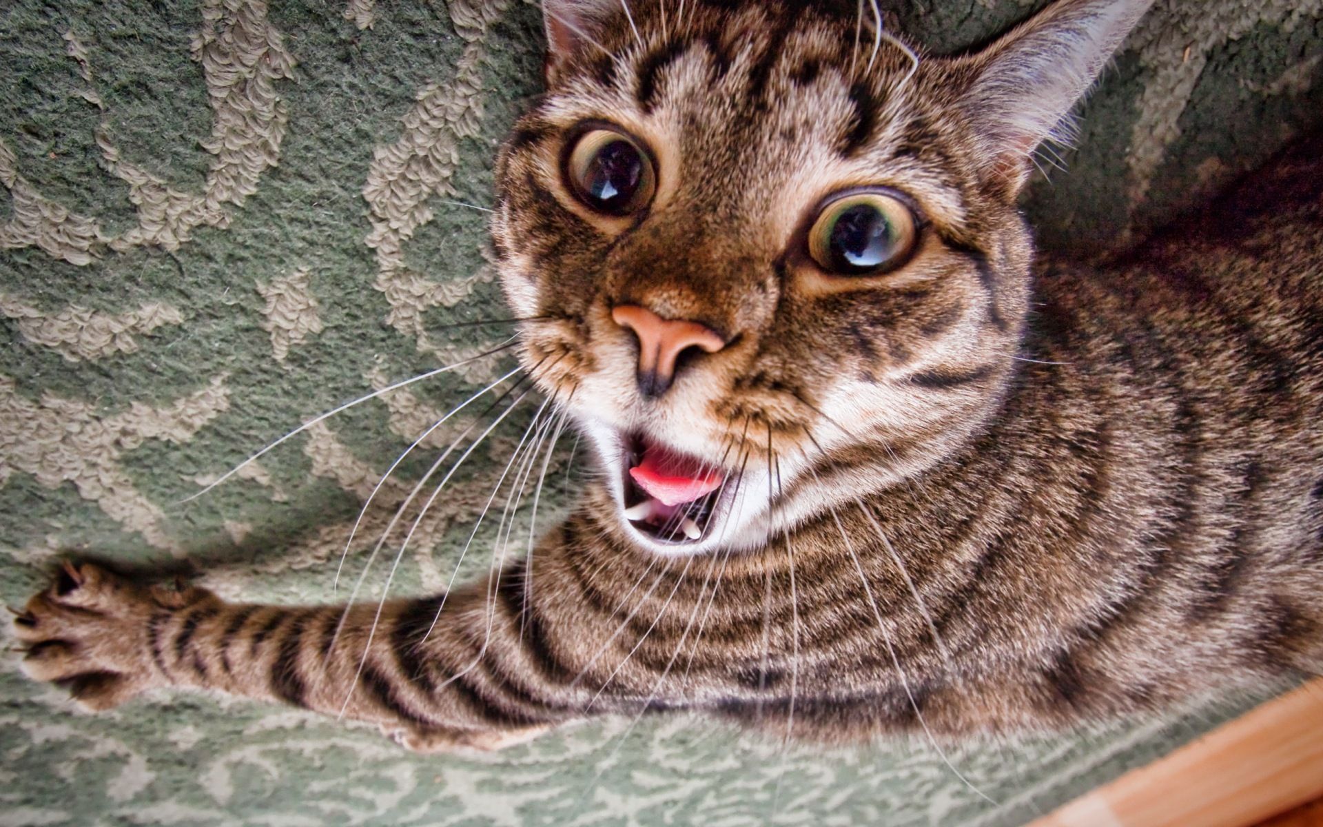 Crazy Cat Wallpapers