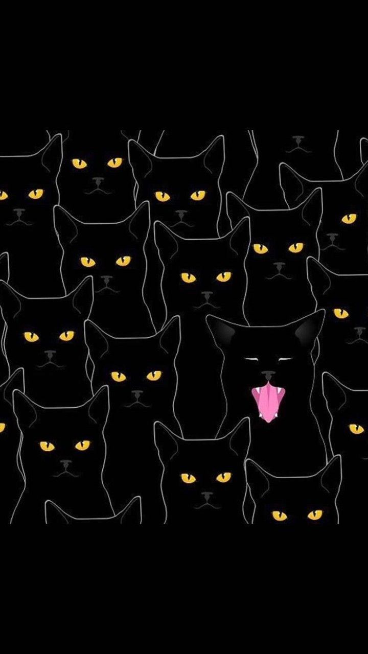 Crazy Cat Wallpapers