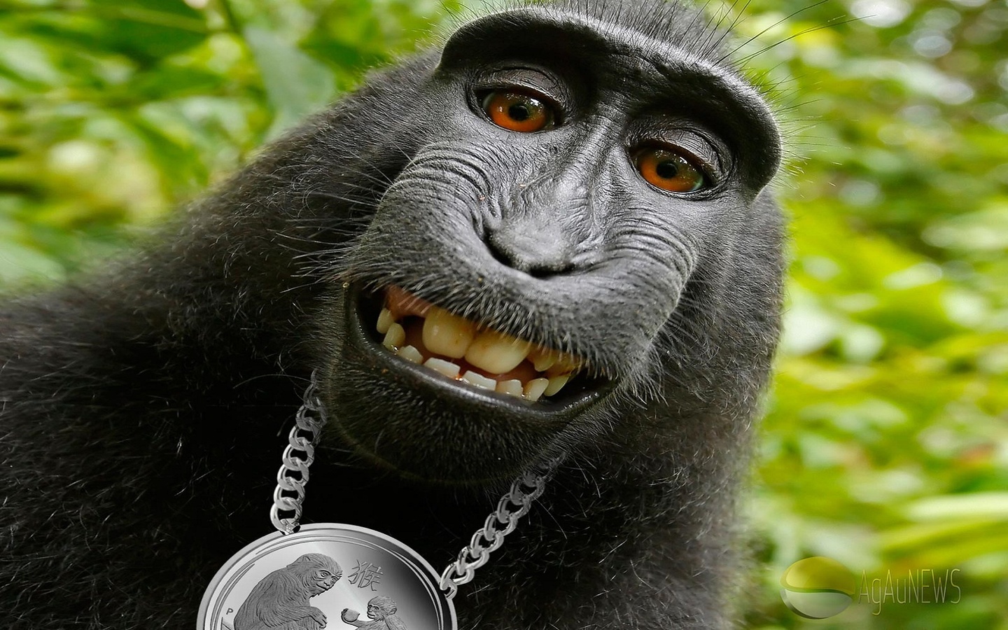 Crazy Monkey Pics Wallpapers