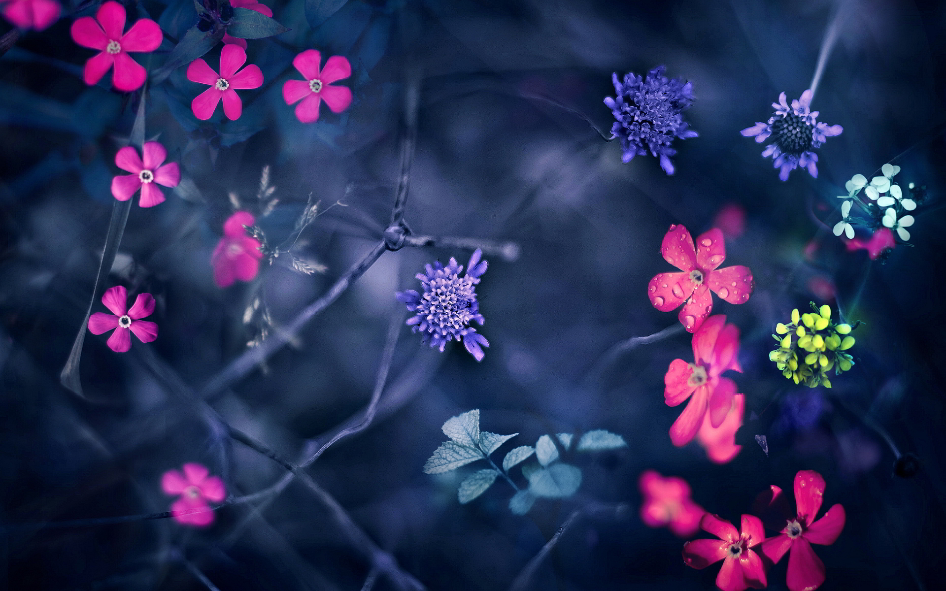 Creative Flower Wallpapers