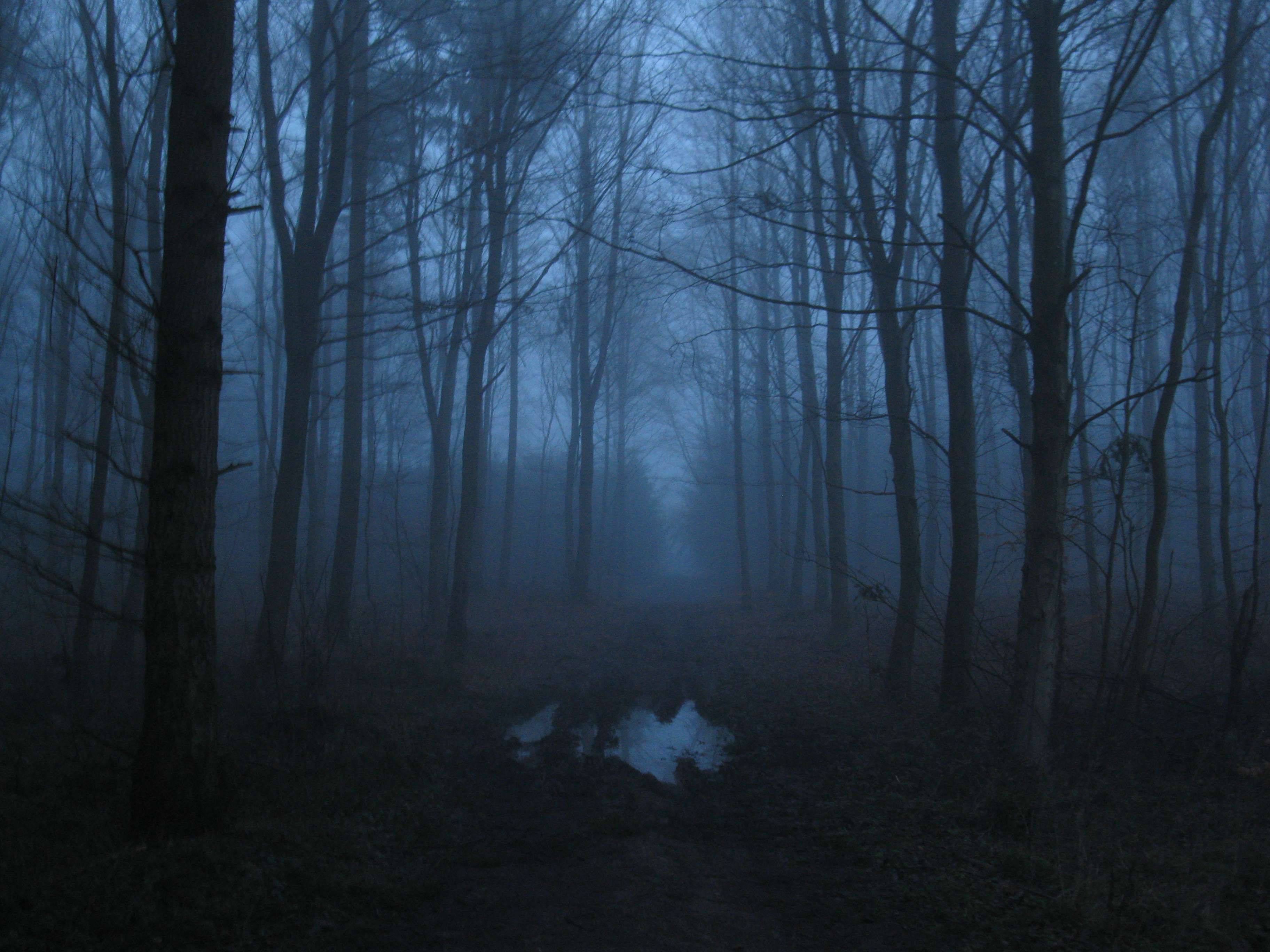 Creepy Foggy Forest Wallpapers