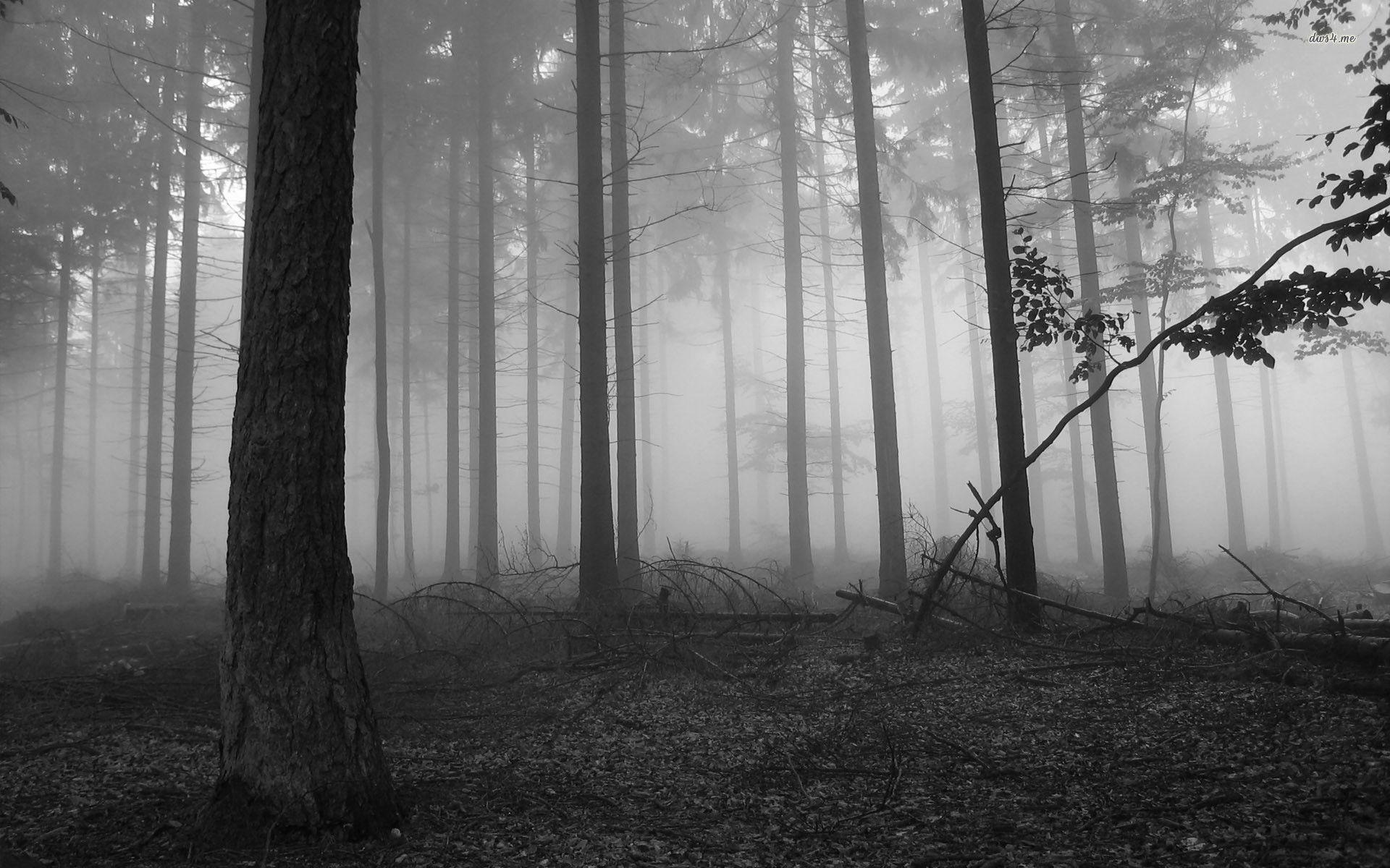 Creepy Foggy Forest Wallpapers