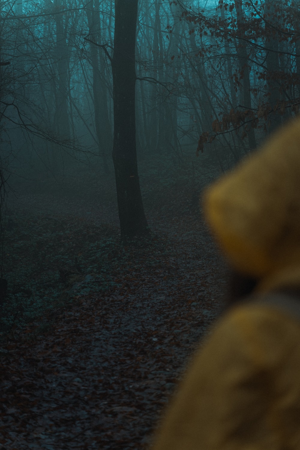 Creepy Foggy Forest Wallpapers