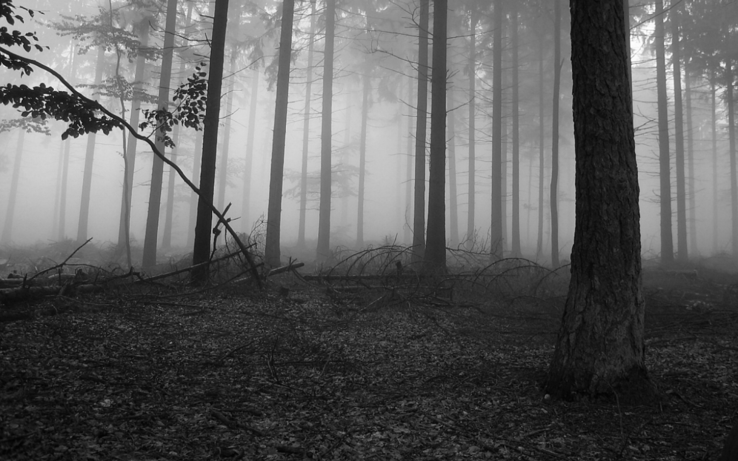 Creepy Foggy Forest Wallpapers