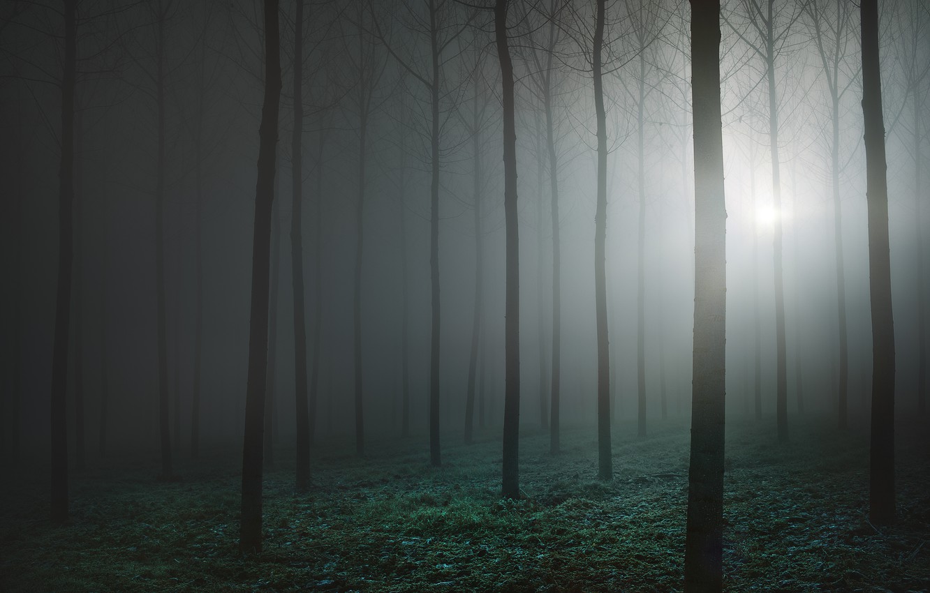 Creepy Foggy Forest Wallpapers