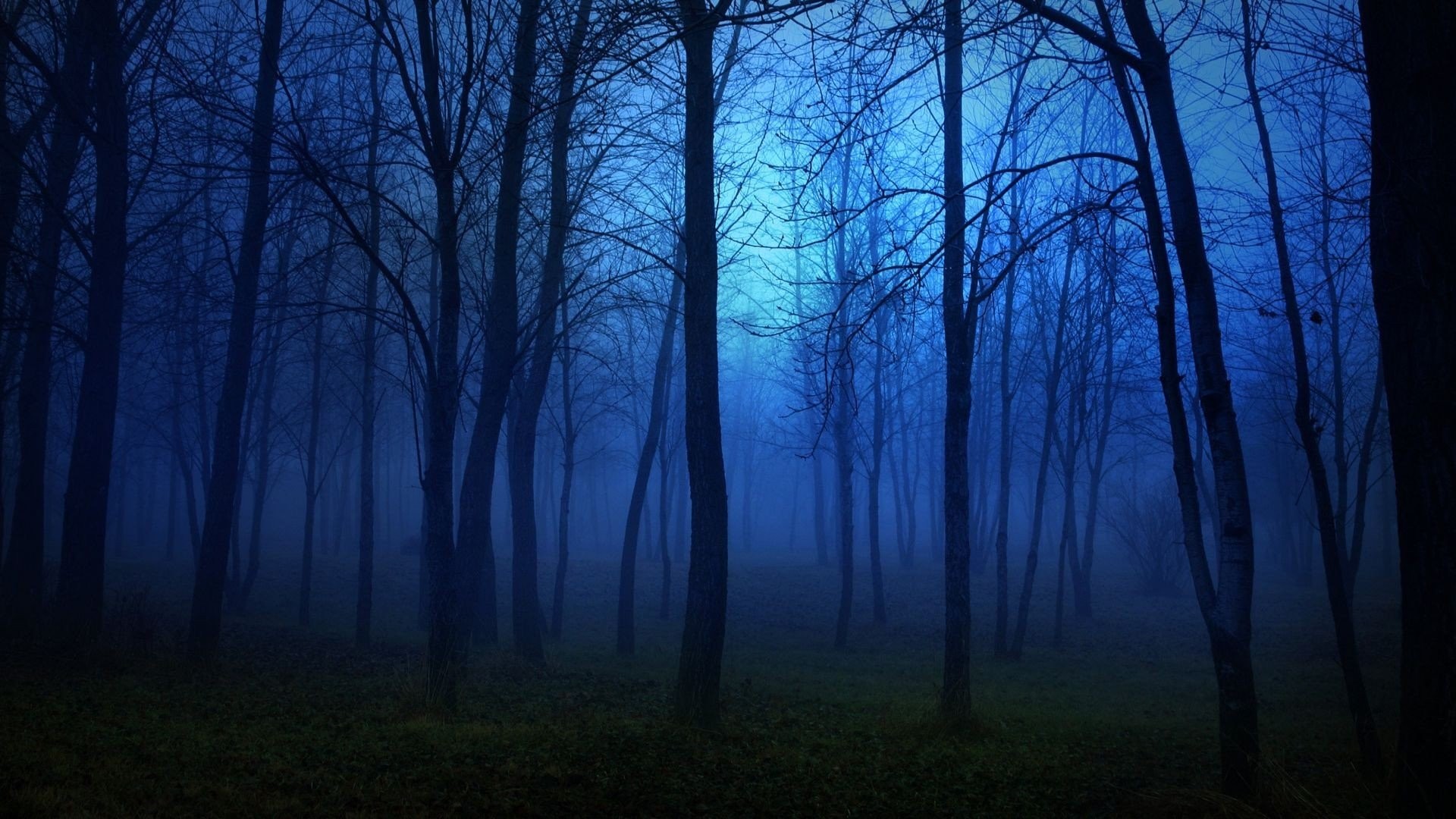 Creepy Foggy Forest Wallpapers