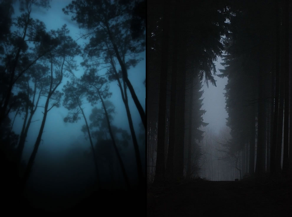 Creepy Foggy Forest Wallpapers