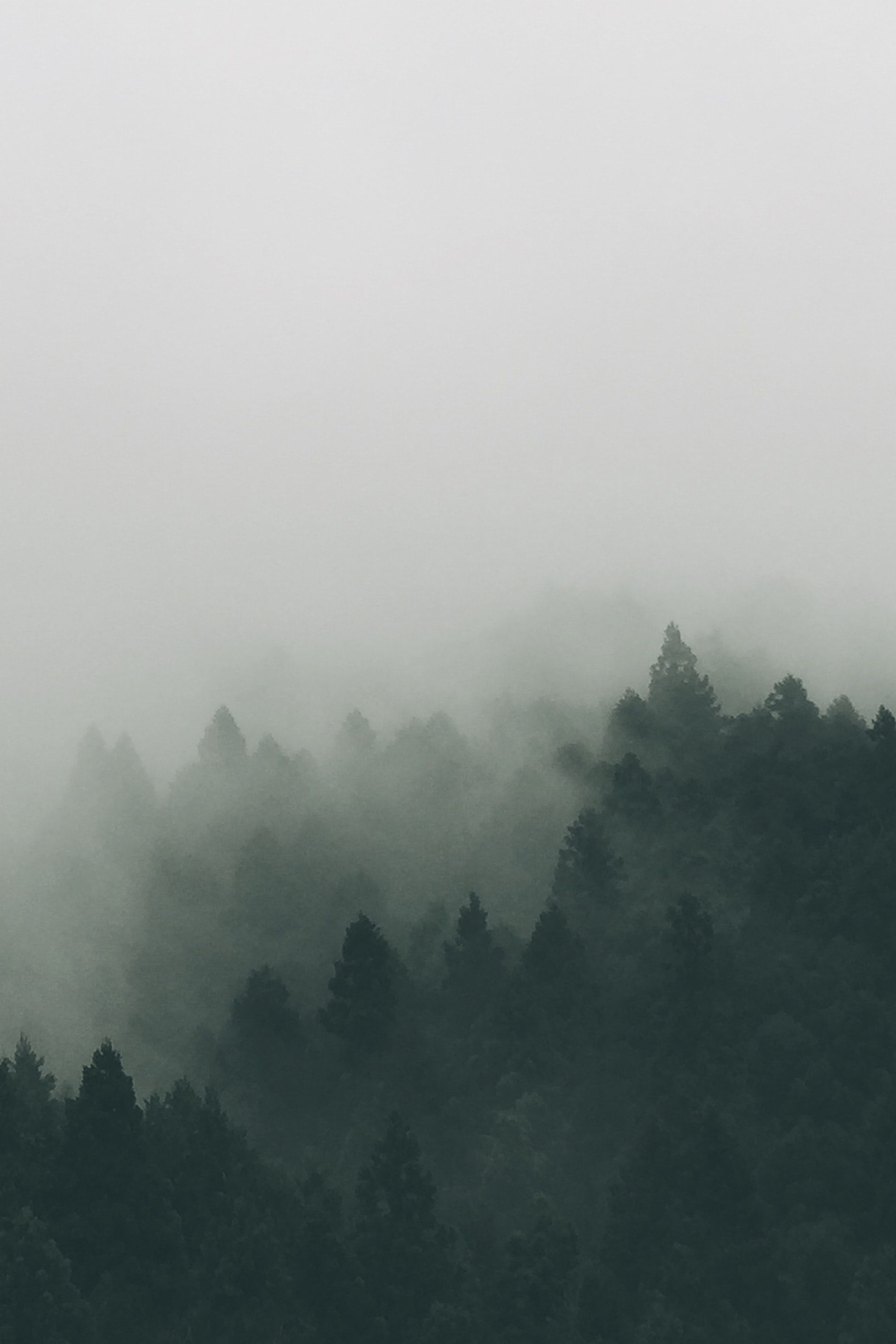 Creepy Foggy Forest Wallpapers