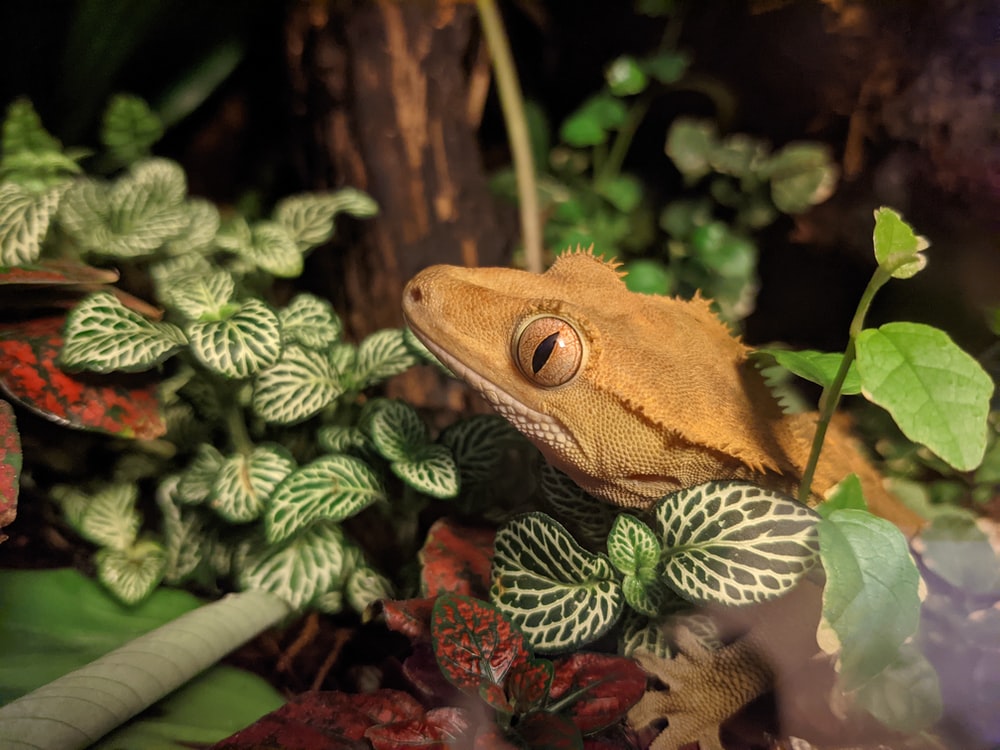 Crested Gecko Wallpapers