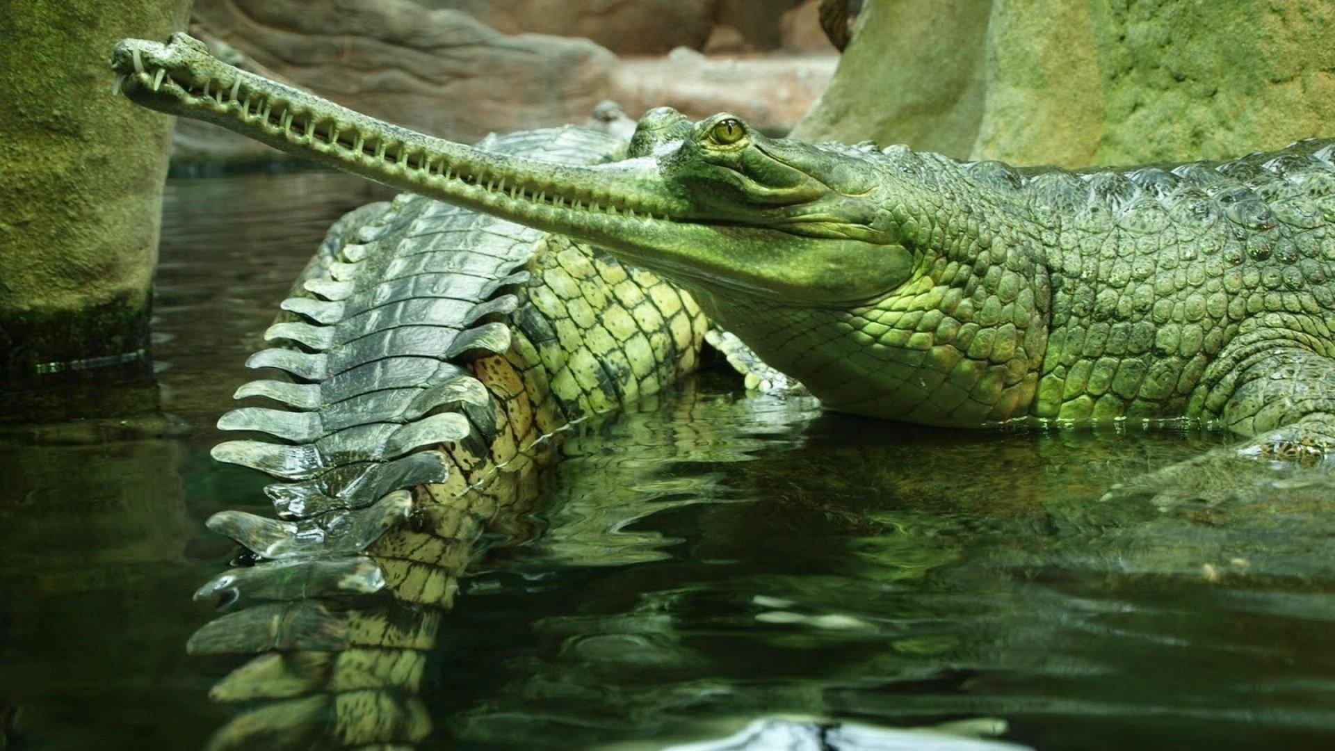 Croc Wallpapers