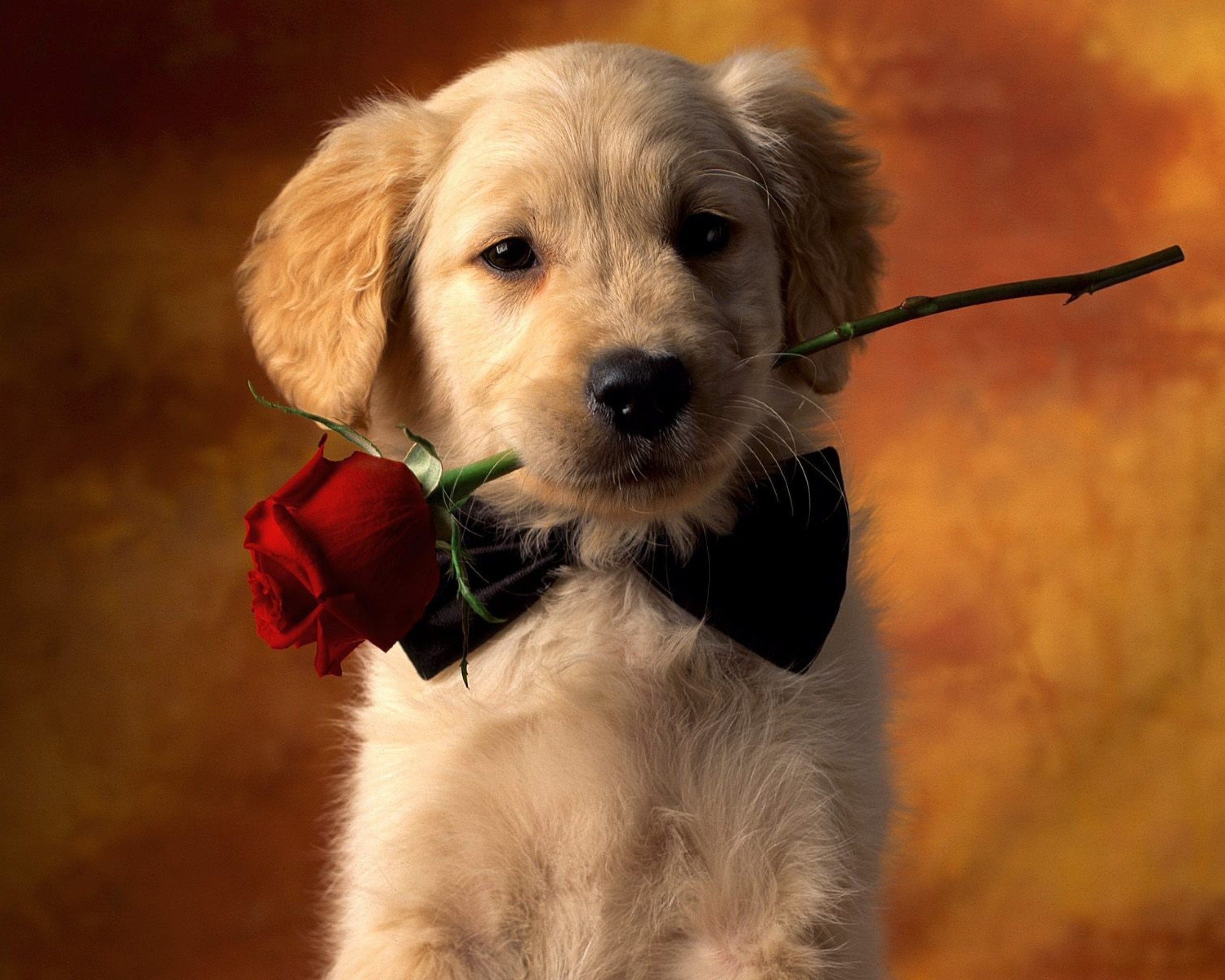 Cute Animal Valentines Day Wallpapers