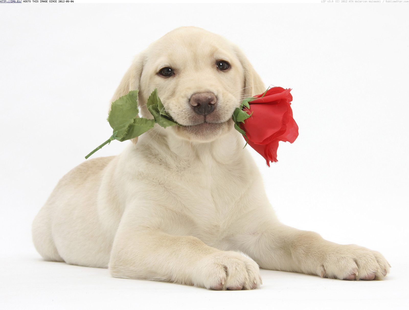 Cute Animal Valentines Day Wallpapers