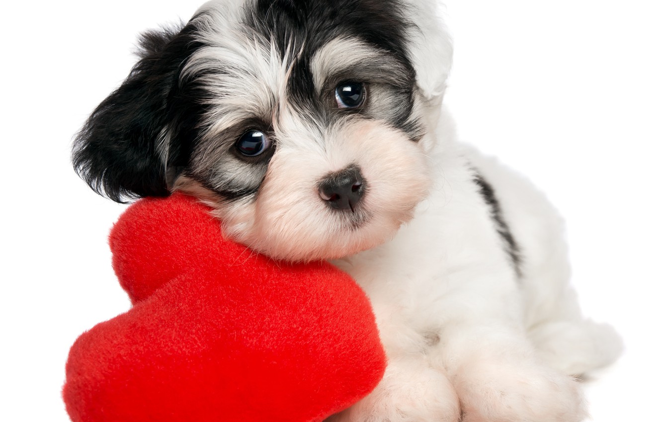 Cute Animal Valentines Day Wallpapers