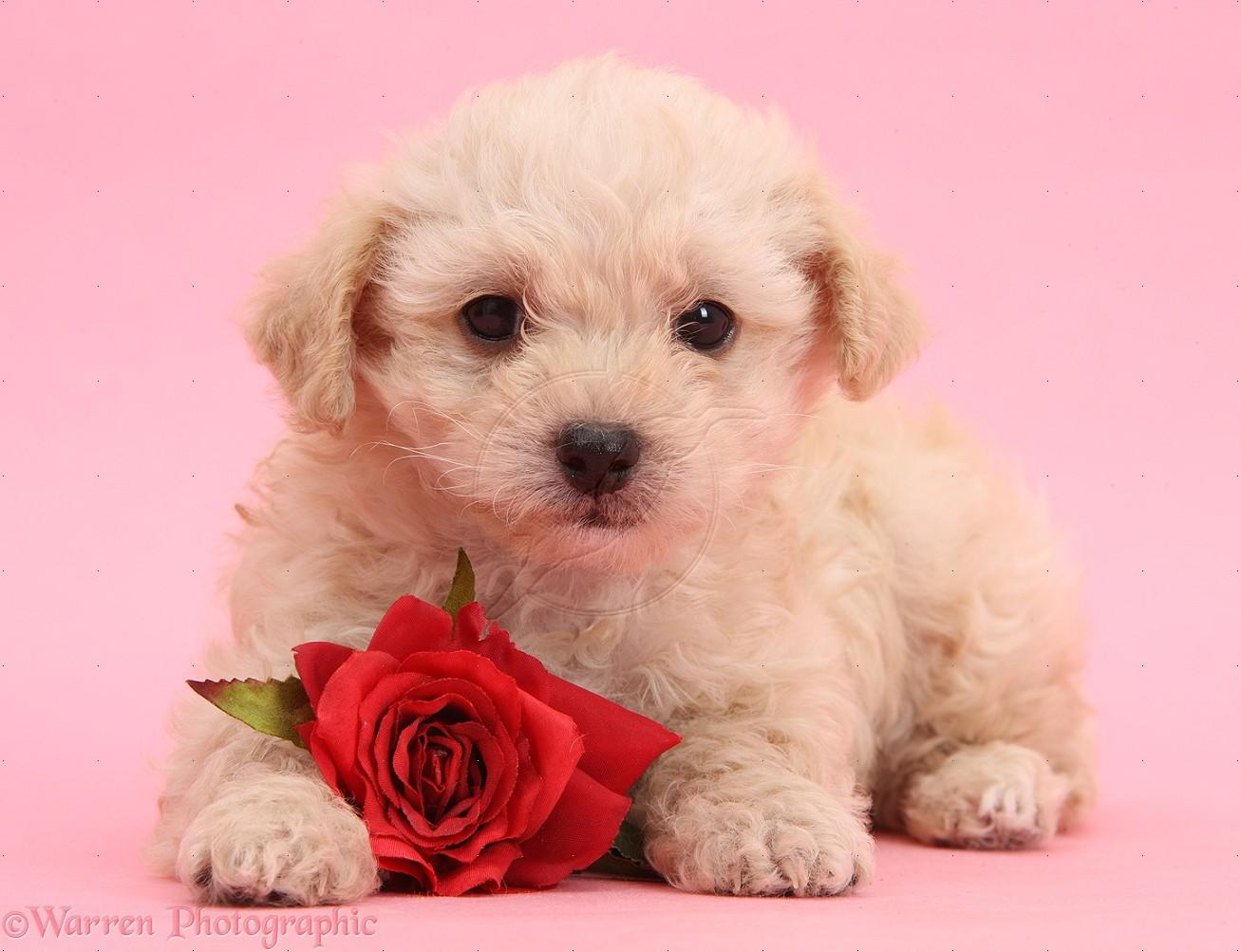 Cute Animal Valentines Day Wallpapers