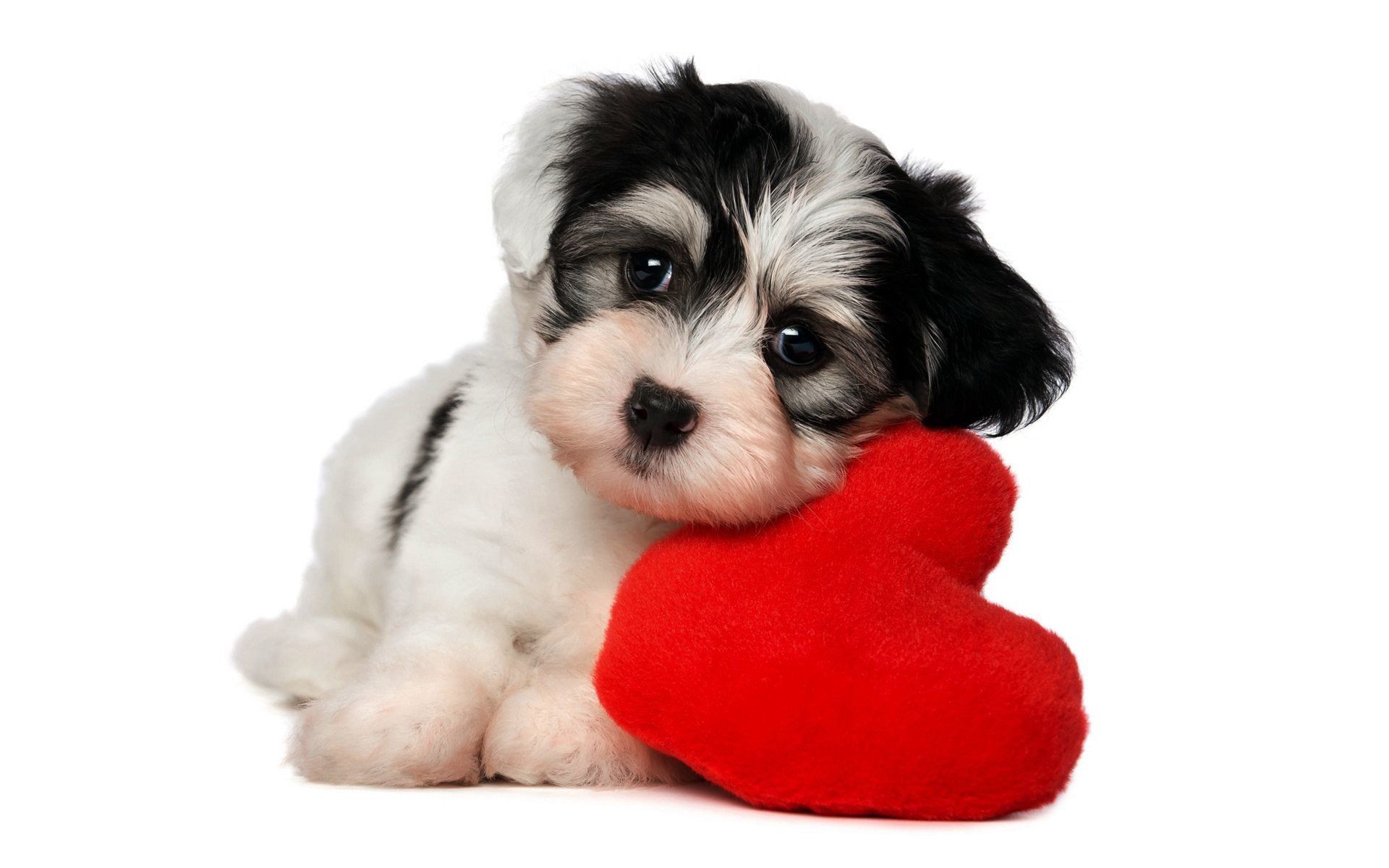 Cute Animal Valentines Day Wallpapers