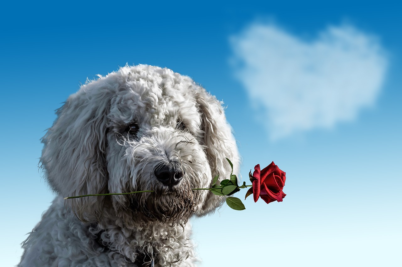 Cute Animal Valentines Day Wallpapers