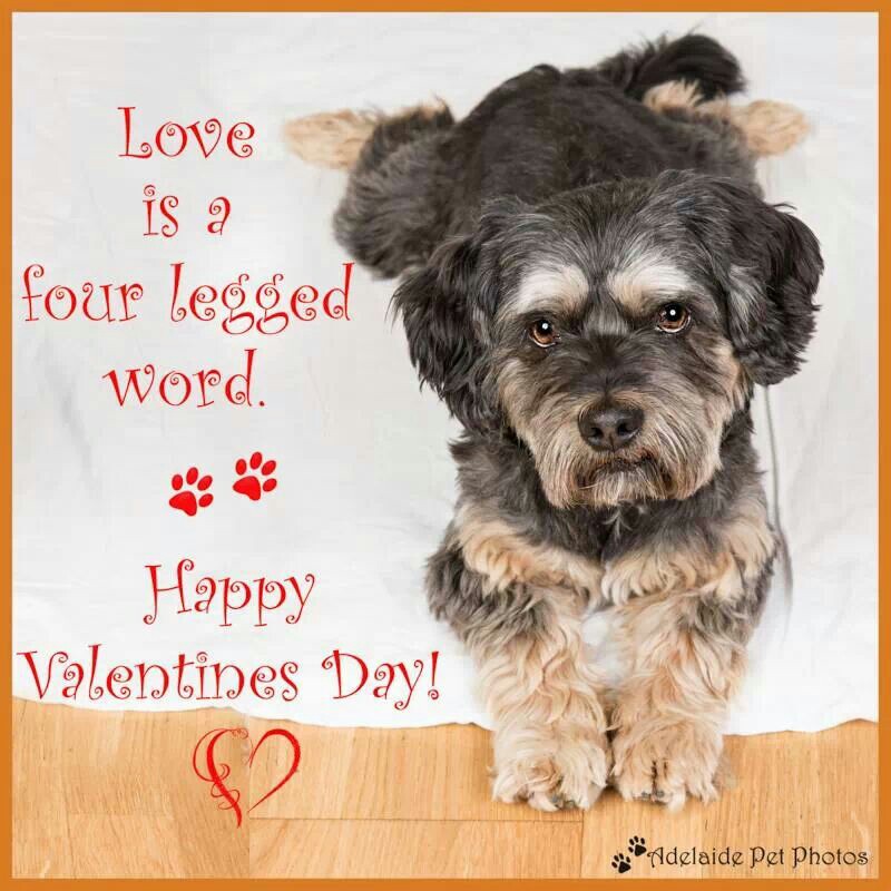 Cute Animal Valentines Day Wallpapers