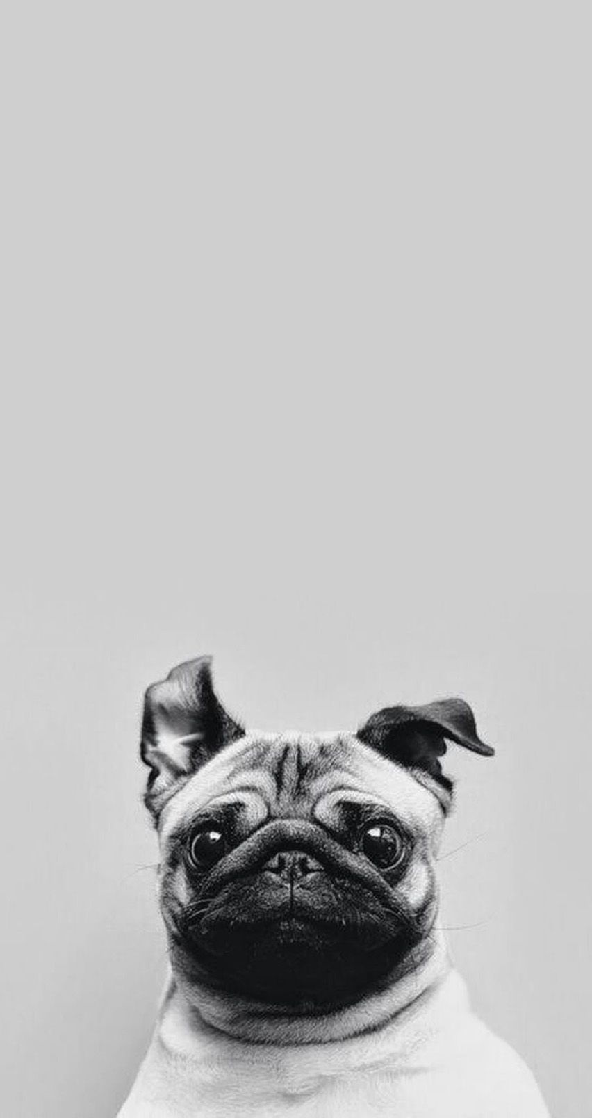 Cute Animal For Iphone Wallpapers