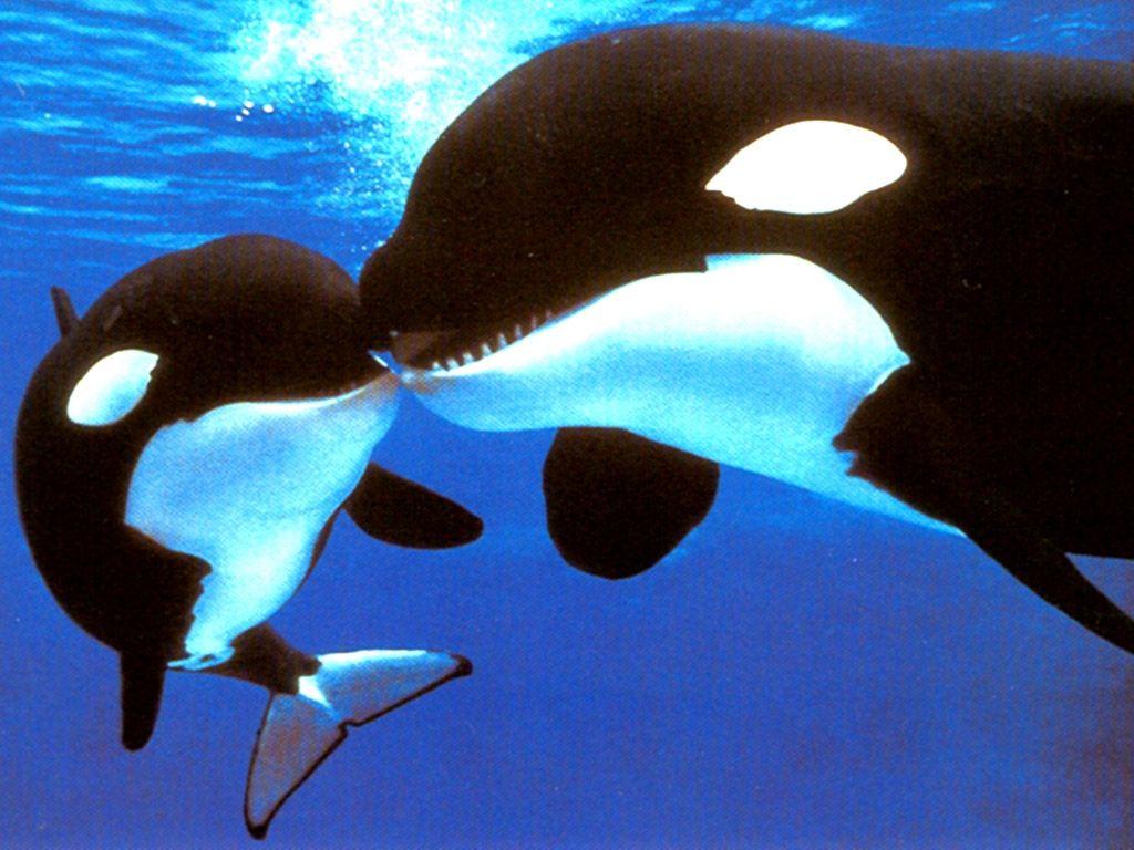 Cute Baby Orca Wallpapers