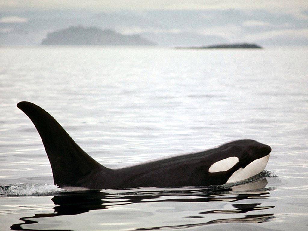 Cute Baby Orca Wallpapers