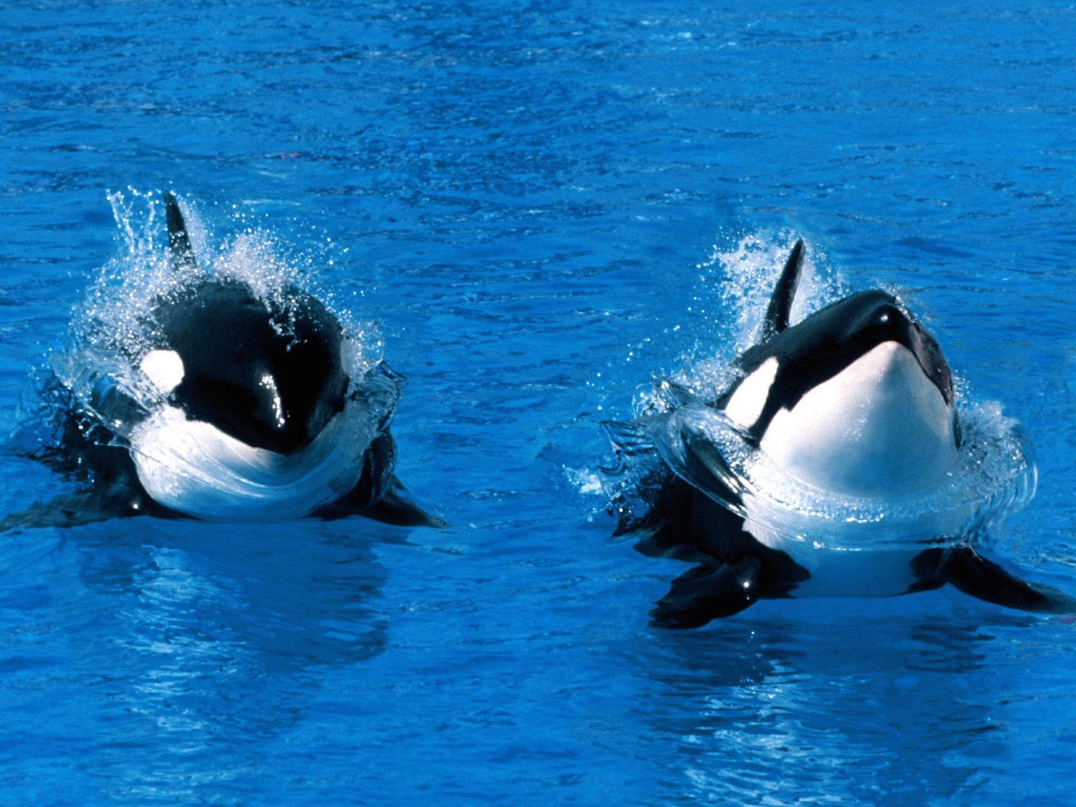 Cute Baby Orca Wallpapers