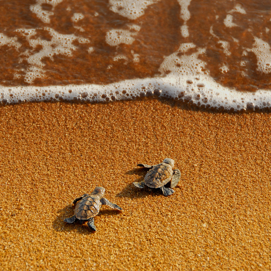 Cute Baby Sea Turtle Wallpapers