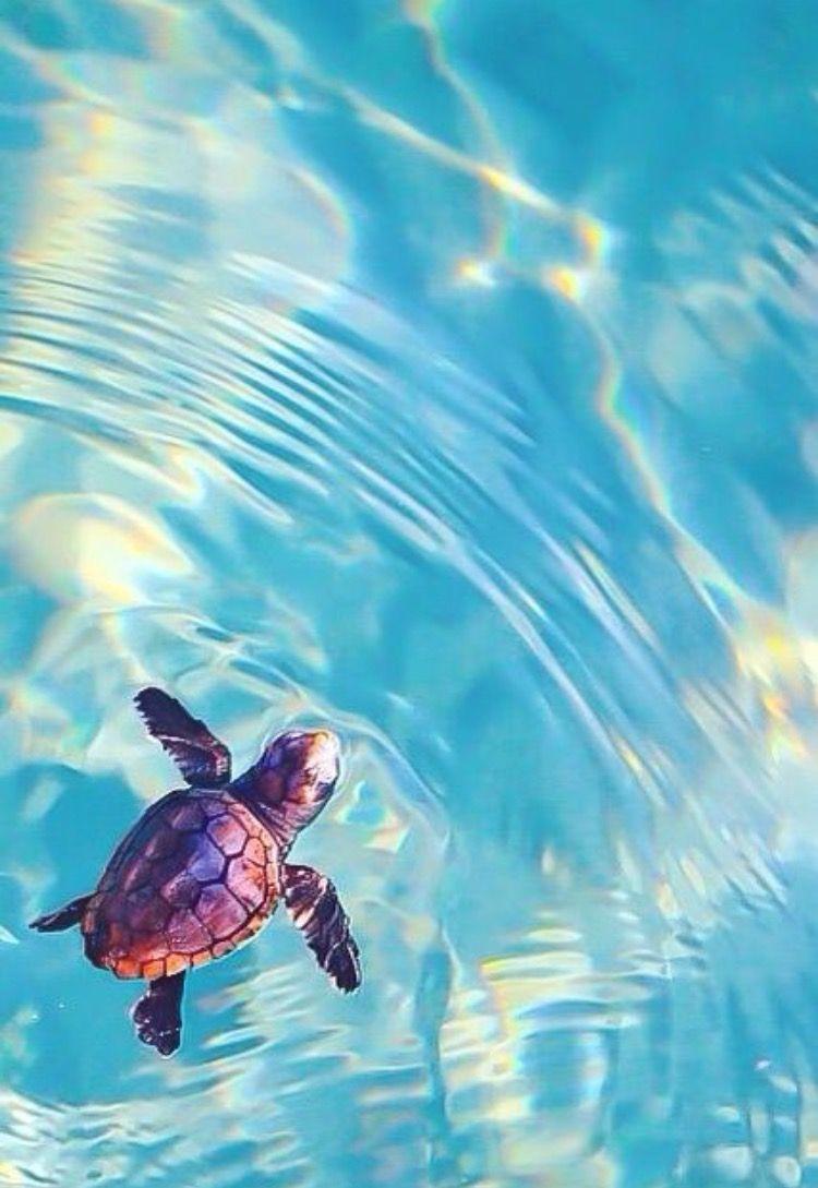 Cute Baby Sea Turtle Wallpapers