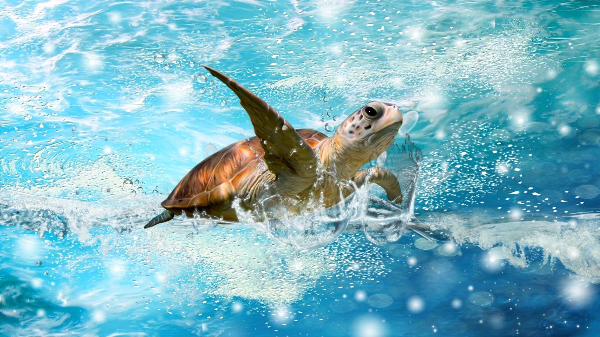 Cute Baby Sea Turtle Wallpapers