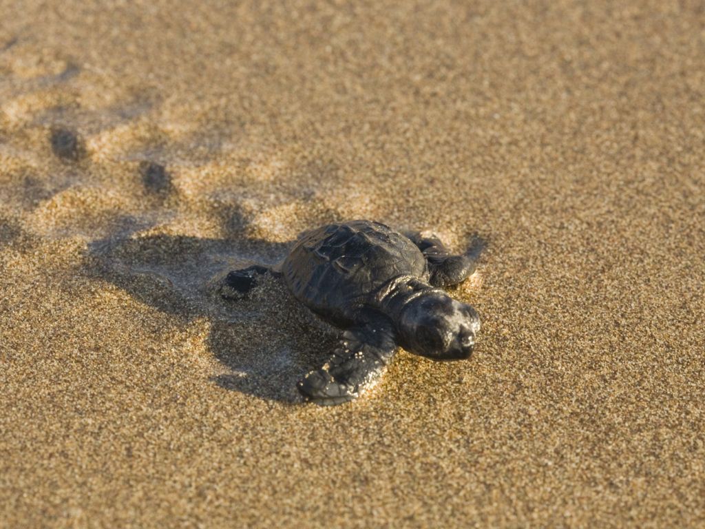 Cute Baby Sea Turtle Wallpapers