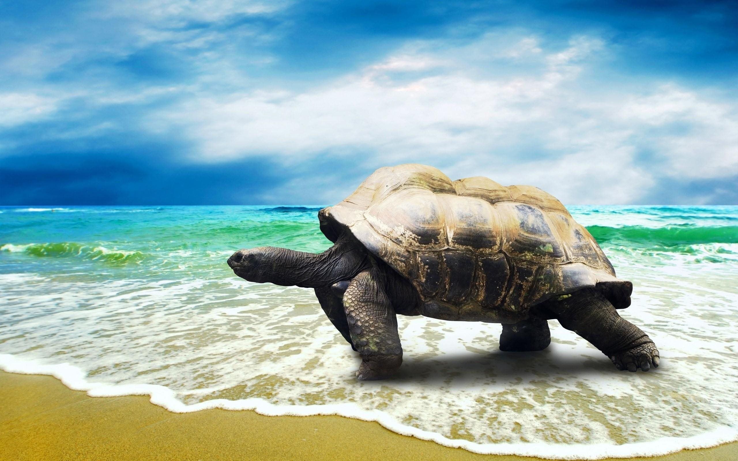 Cute Baby Sea Turtle Wallpapers