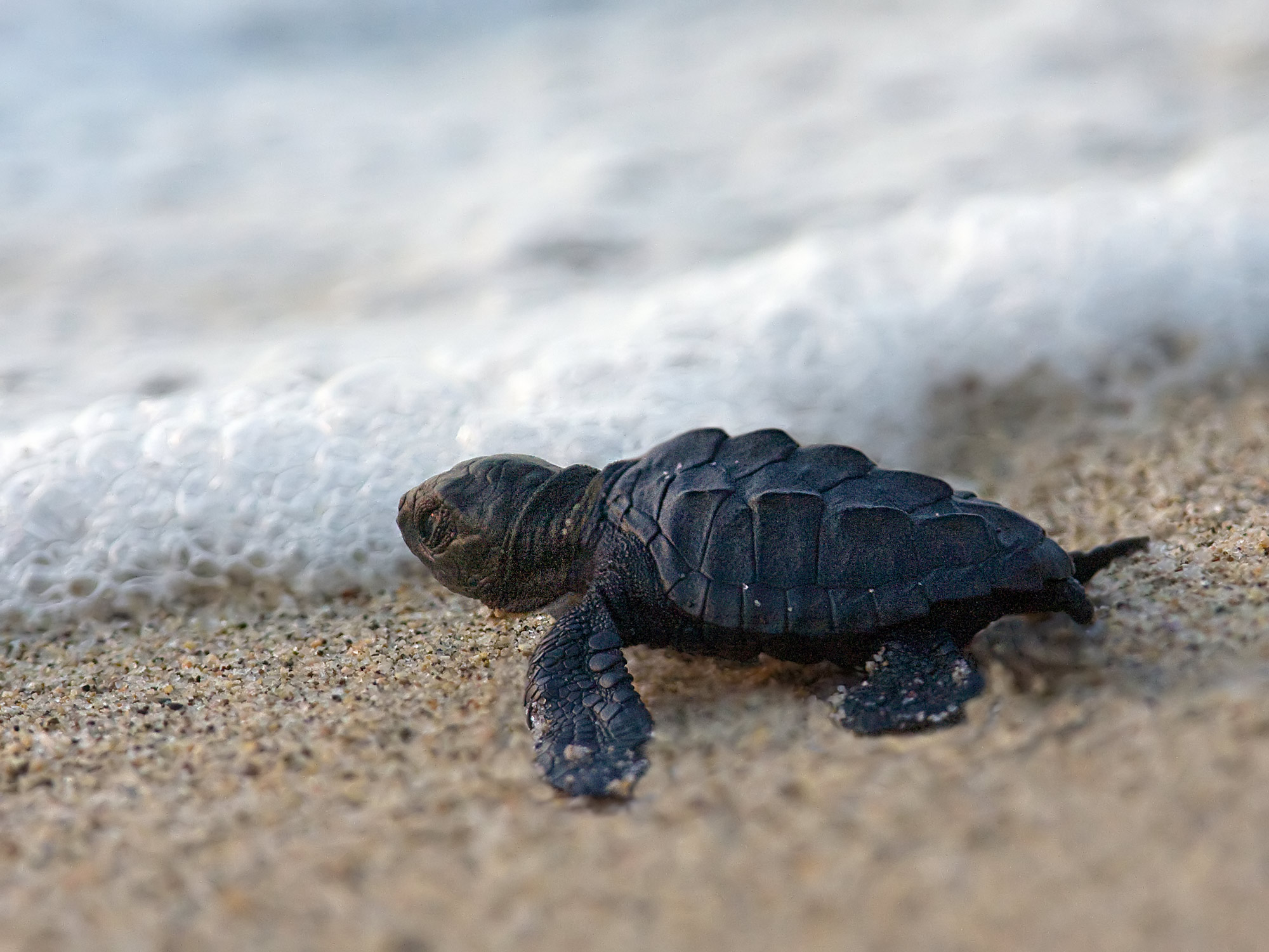 Cute Baby Sea Turtle Wallpapers