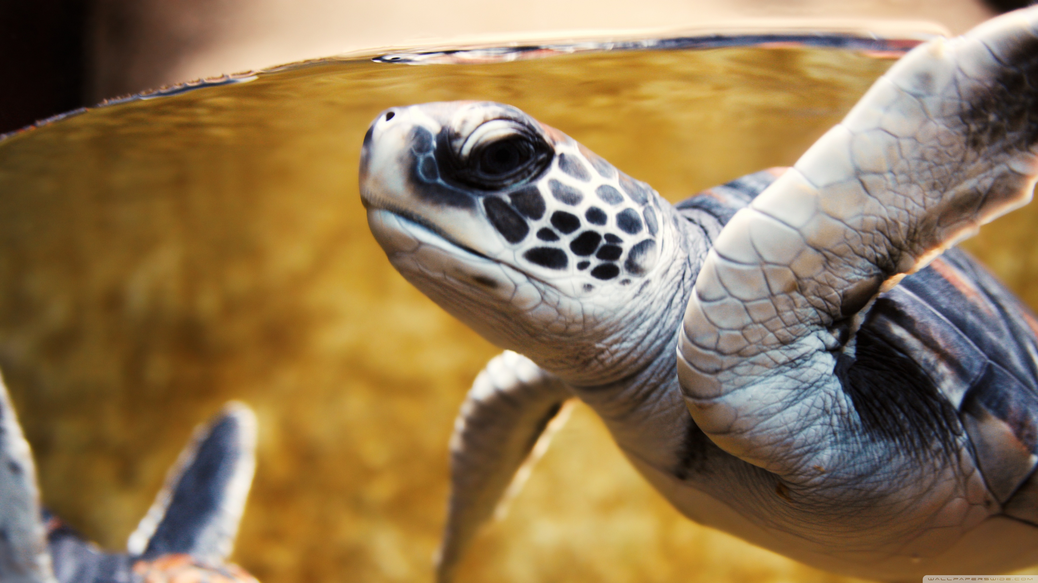 Cute Baby Sea Turtle Wallpapers