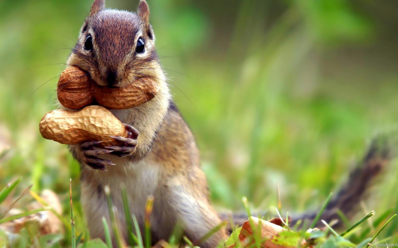 Cute Baby Squirrel Wallpapers